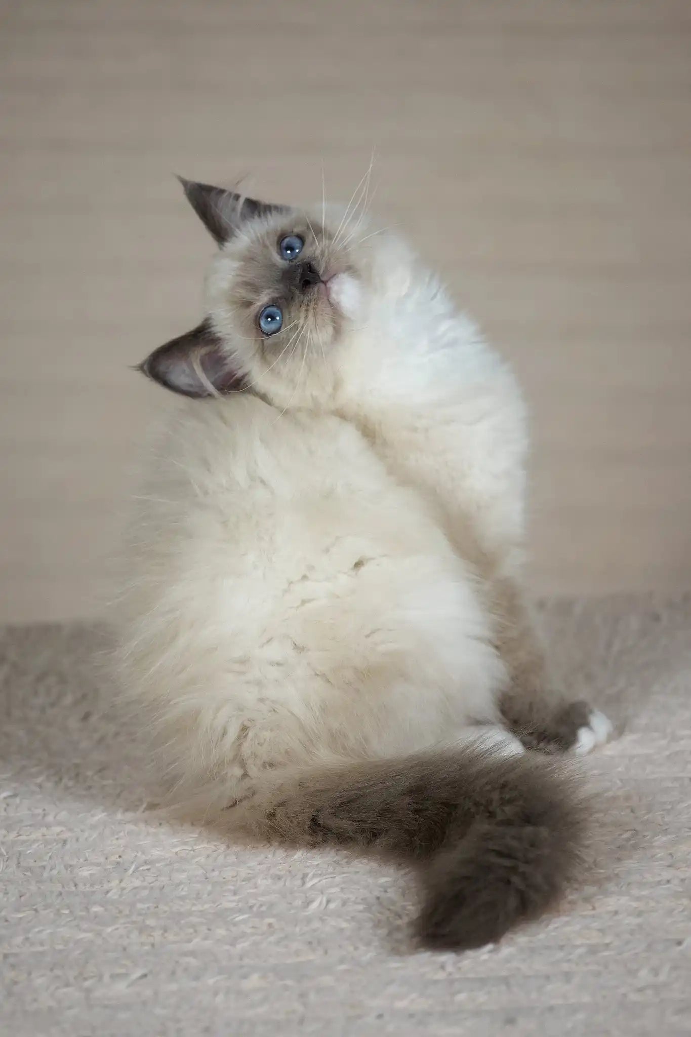 Tessa Ragdoll Kitten Blue Eyes Dream Companion