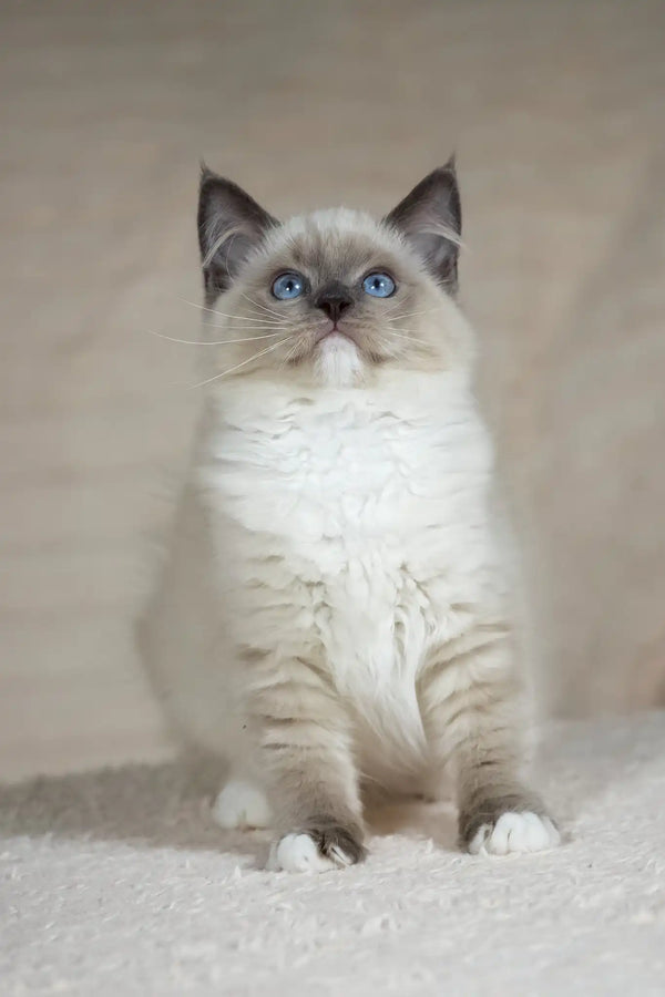 Tessa | ragdoll kitten