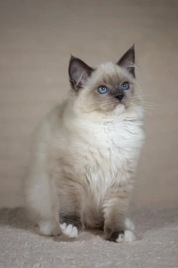 Tessa | ragdoll kitten