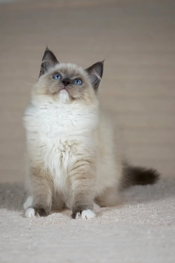 Tessa | ragdoll kitten