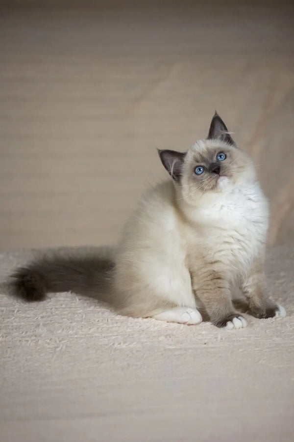 Tessa | ragdoll kitten