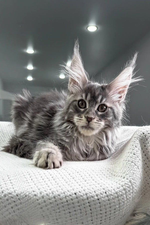 Gray Maine Coon kitten with fluffy fur and pointed ears lounging on a white blanket