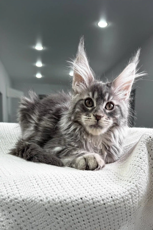 Gray and silver Maine Coon kitten Thelma lying on soft white fabric with ear tufts