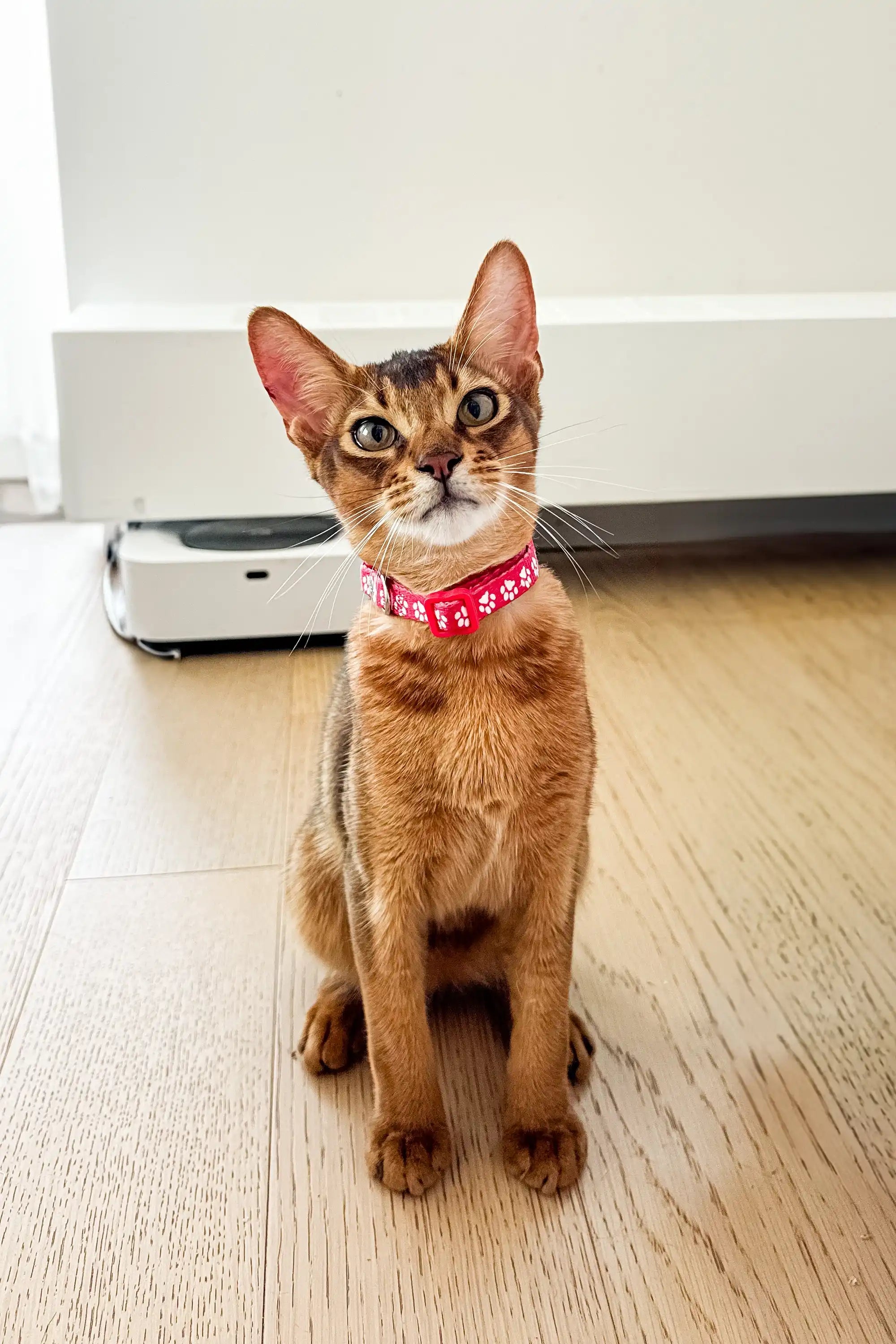 Thomas the Adorable Abyssinian Kitten Awaits You