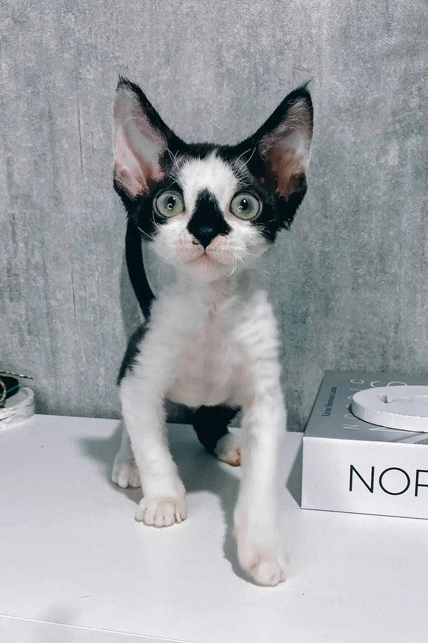 Tiana | devon rex kitten