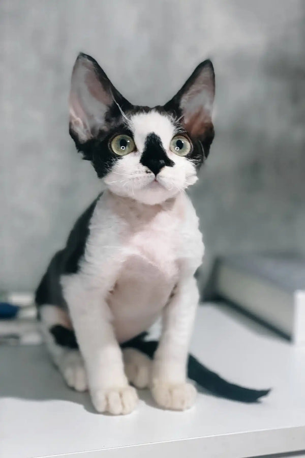 Tiana | devon rex kitten
