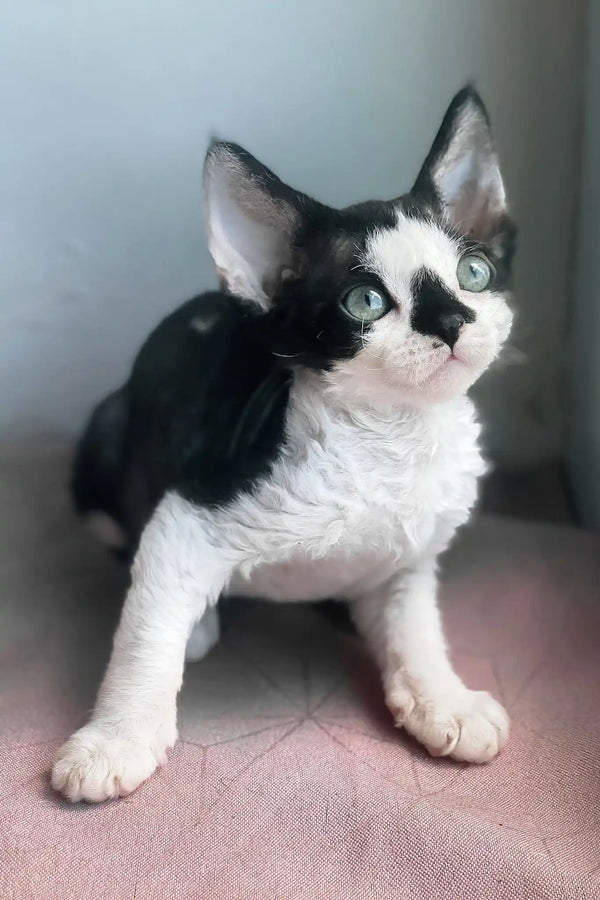 Tiana | devon rex kitten