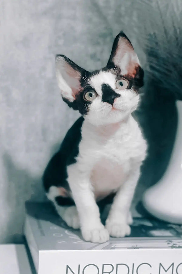 Tiana | devon rex kitten