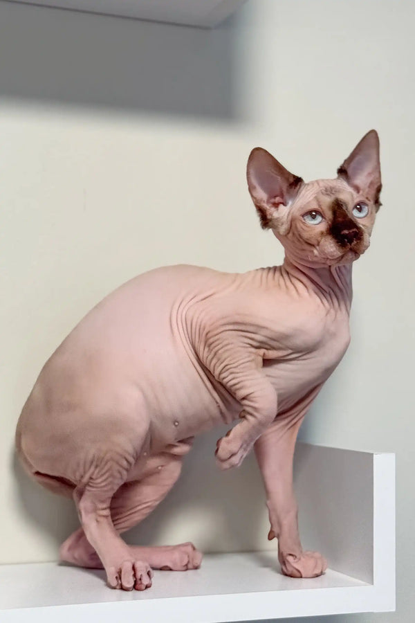 Hairless Sphynx kitten Tiffani with pink skin and big ears, ready for a new home