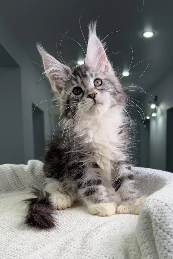 Fluffy gray and white Maine Coon kitten named Tiffanie with extra toes looking adorable