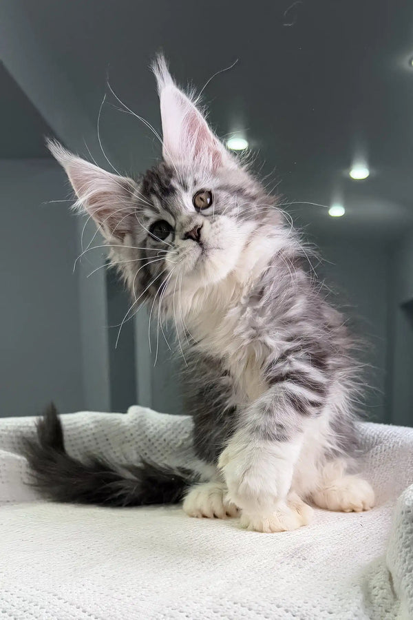 Gray and white Maine Coon kitten Tiffanie with polydactyl paws ready for adoption
