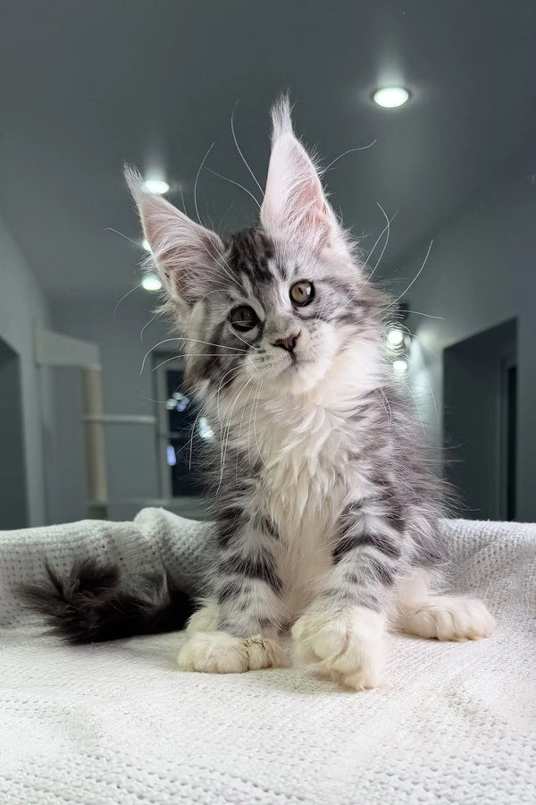 Gray and white Maine Coon kitten Tiffanie with polydactyl paws, super cute and fluffy!