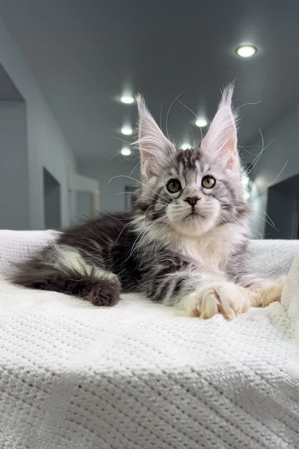 Gray and white Maine Coon kitten Tiffanie, a cute polydactyl feline friend