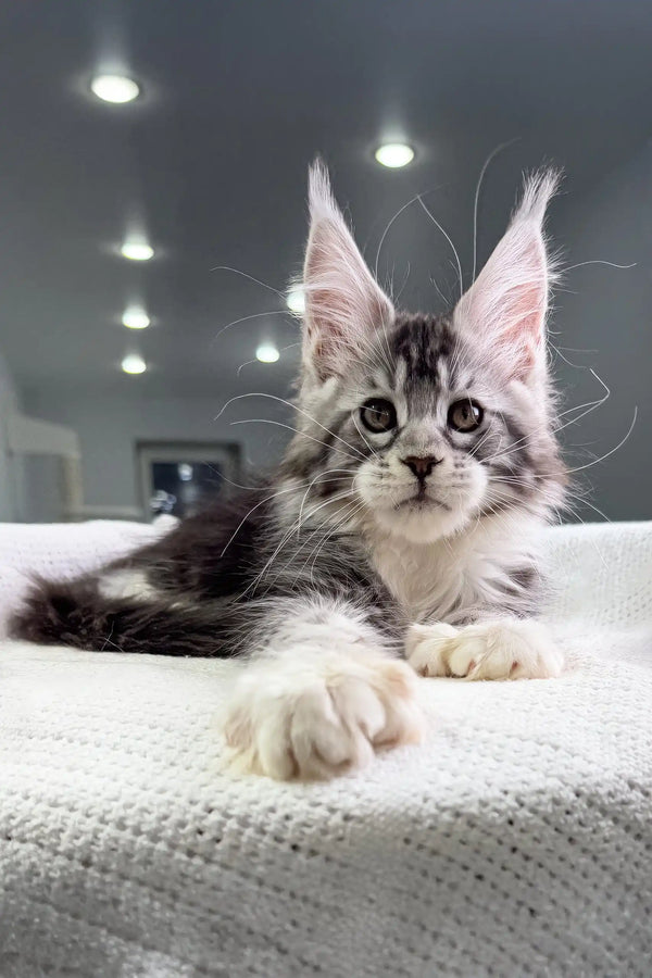 Adorable Silver Tabby Maine Coon kitten named Tiffanie with polydactyl paws