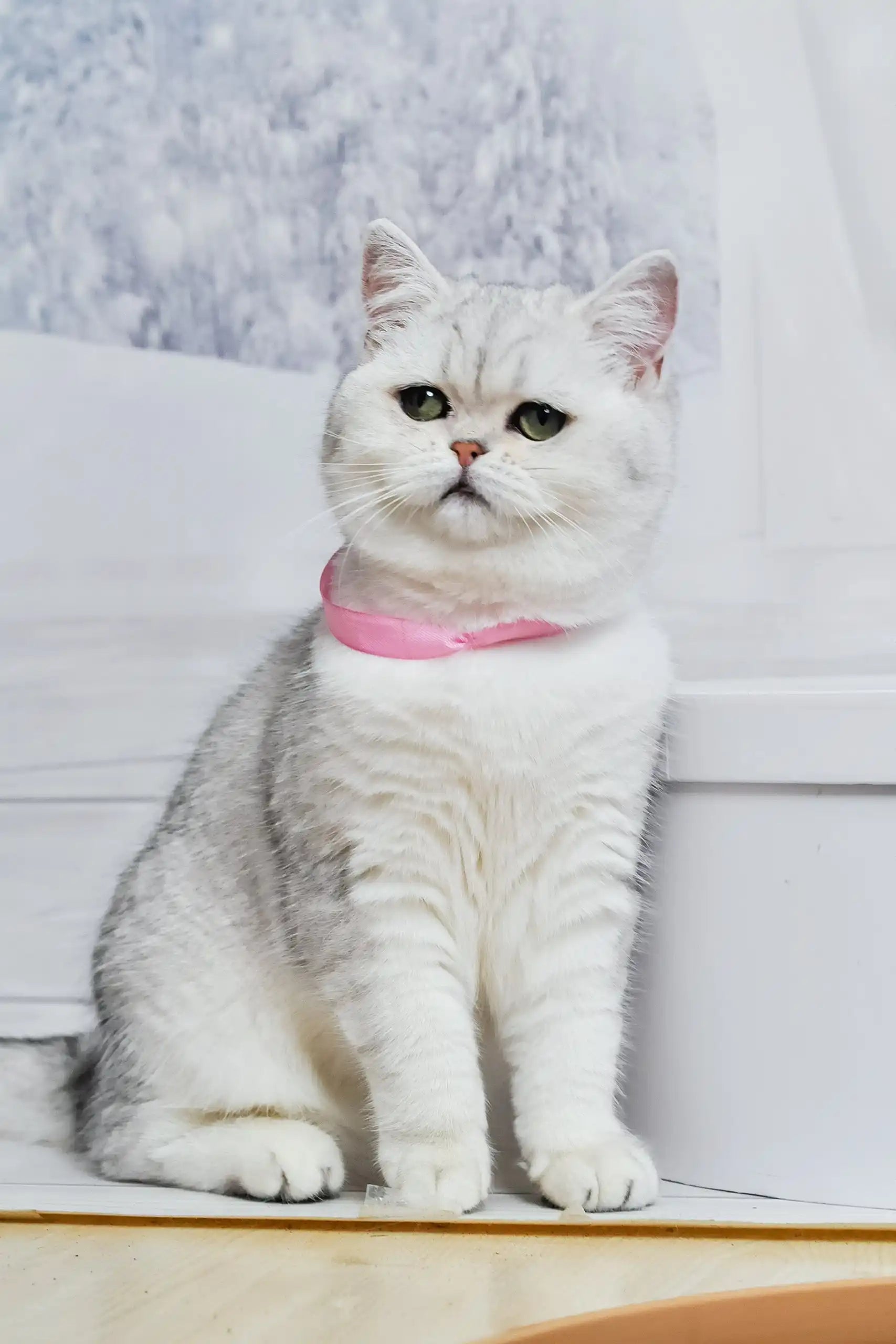 Tiffany the Adorable British Shorthair Kitten