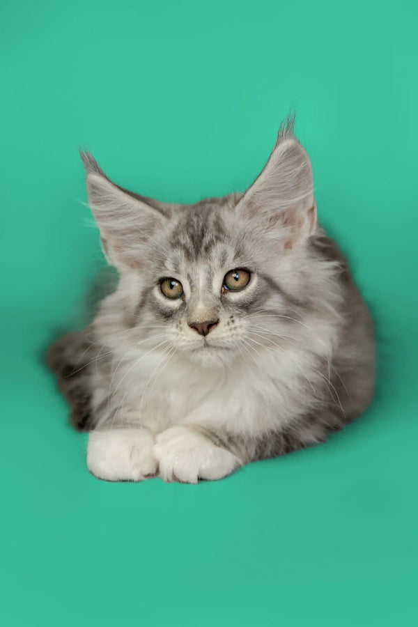 Fluffy gray and white Maine Coon kitten with pointed ears and alert eyes