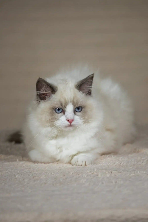 Timon | ragdoll kitten