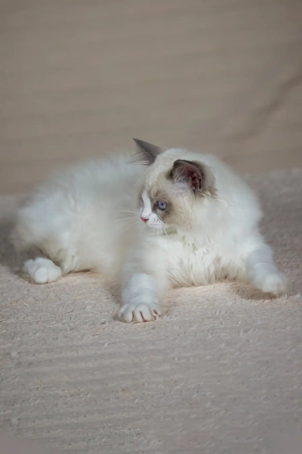 Timon | ragdoll kitten