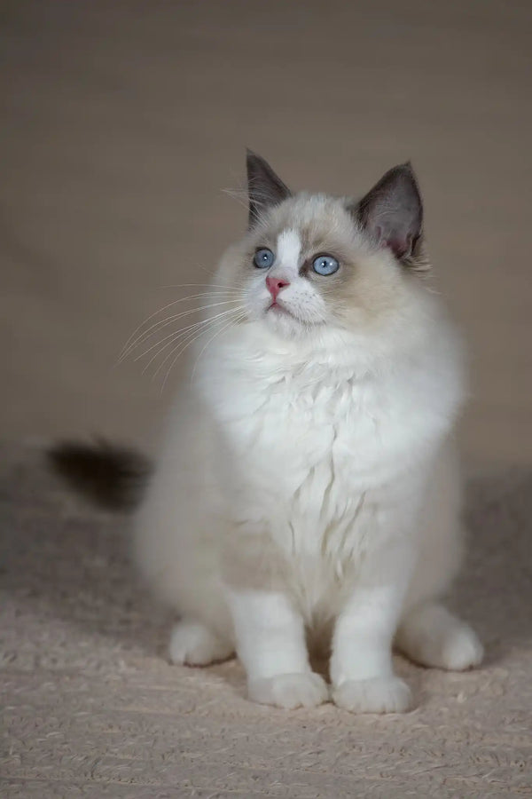 Timon | ragdoll kitten