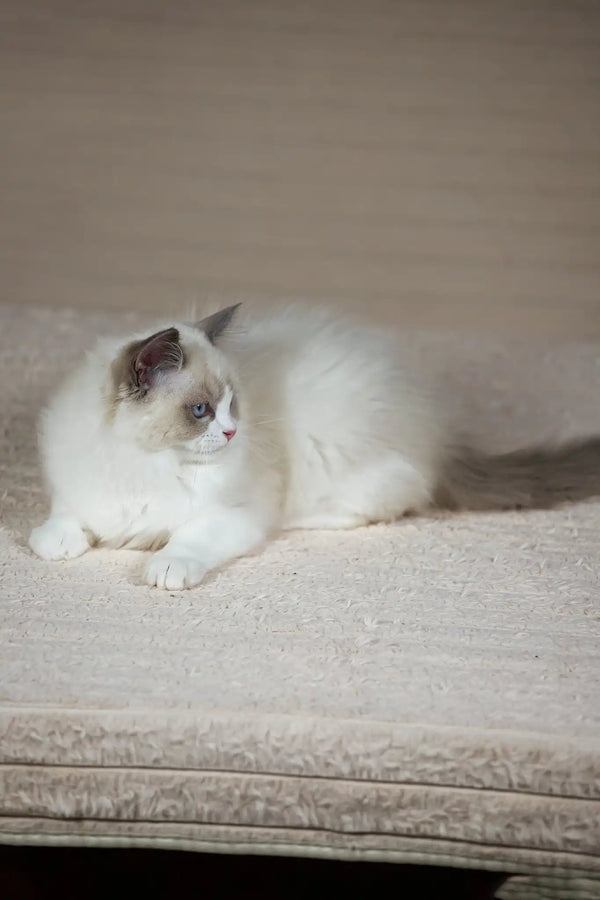 Timon | ragdoll kitten