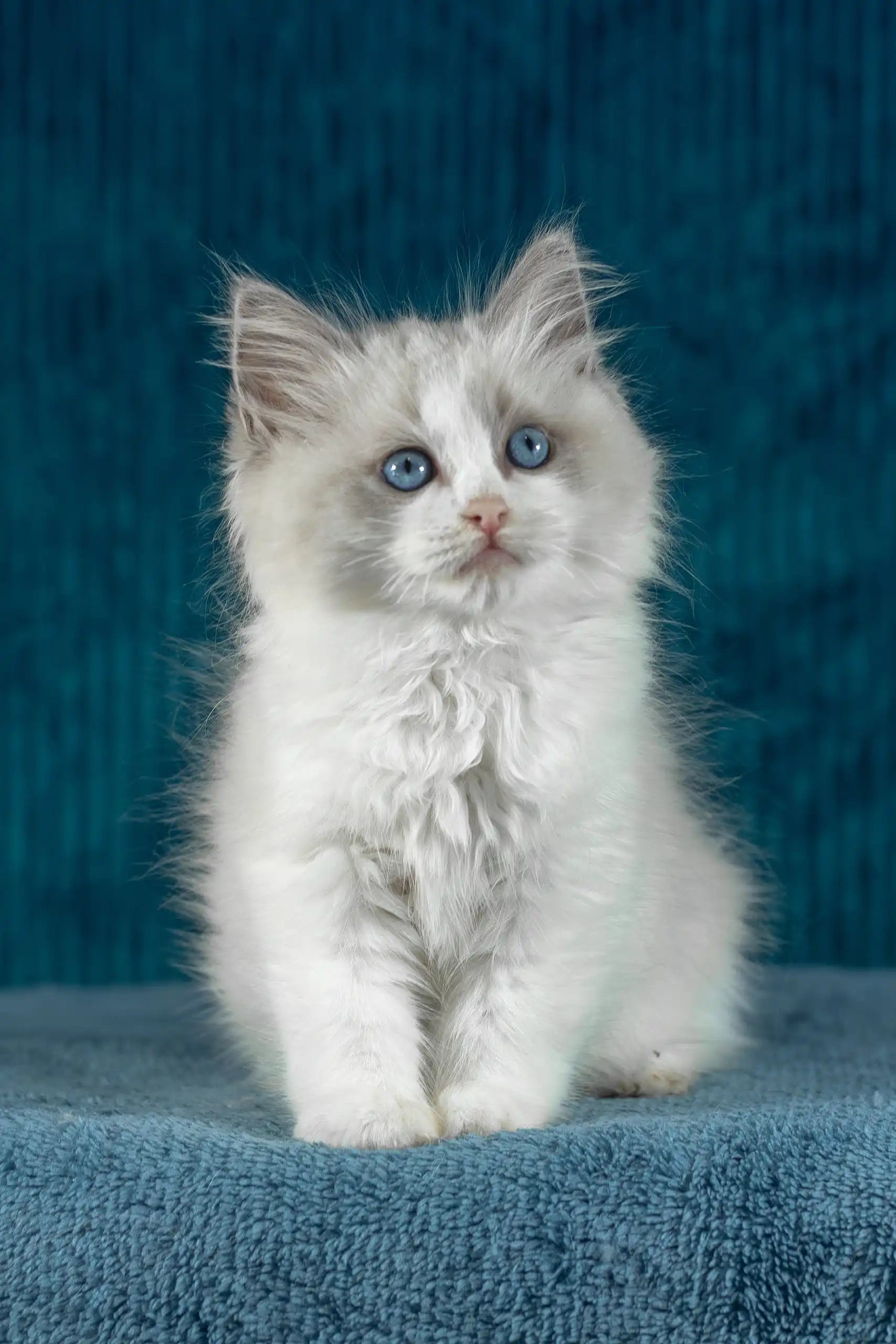 Ragdoll Neutered Kittens For Sale Kittens For Sale Seal Point