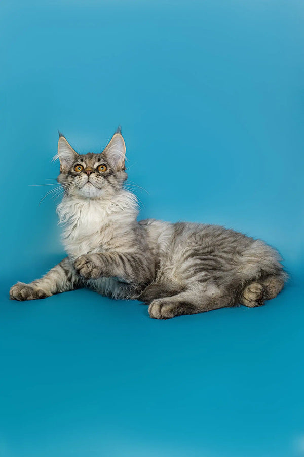 Long-haired tabby Maine Coon kitten lying down with an alert expression