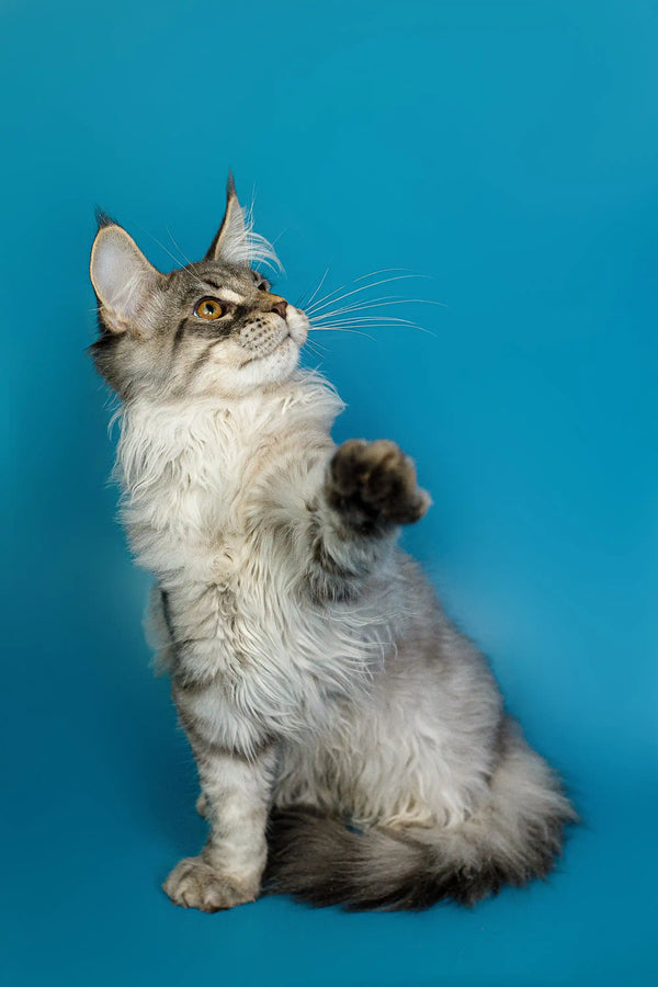Fluffy Maine Coon kitten posing with paw raised against a cool blue backdrop