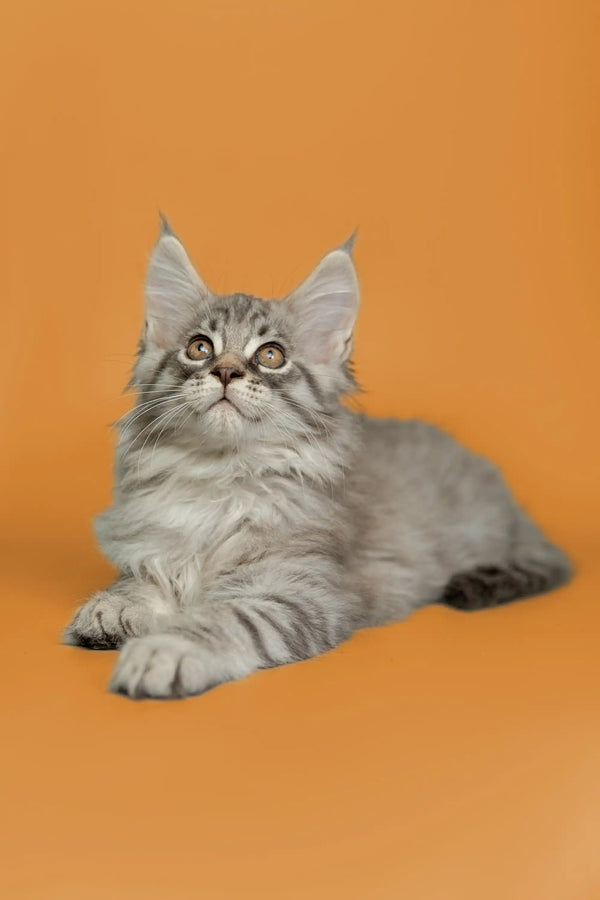 Gray and white Maine Coon kitten with alert eyes and pointed ears