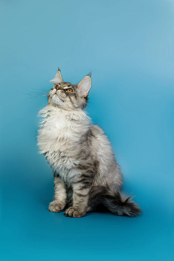 Fluffy gray and white Maine Coon kitten sitting upright and gazing upward