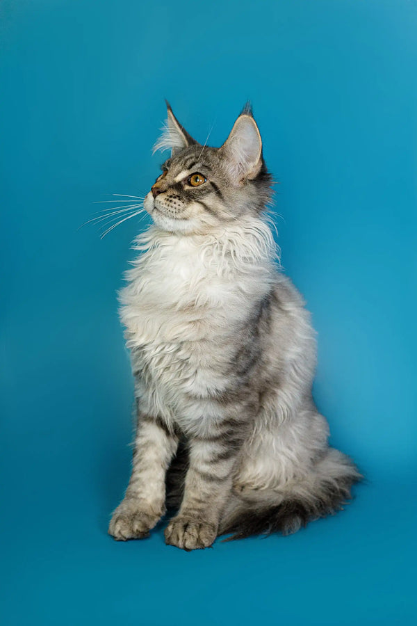 Long-haired tabby Maine Coon kitten sitting upright with an alert look