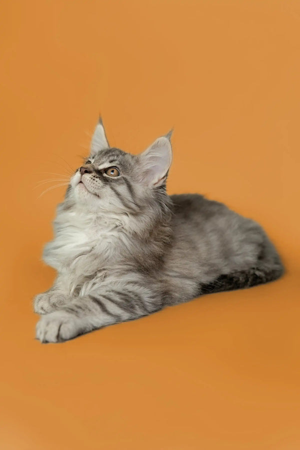 Gray and white Maine Coon kitten lying down and looking up adorably