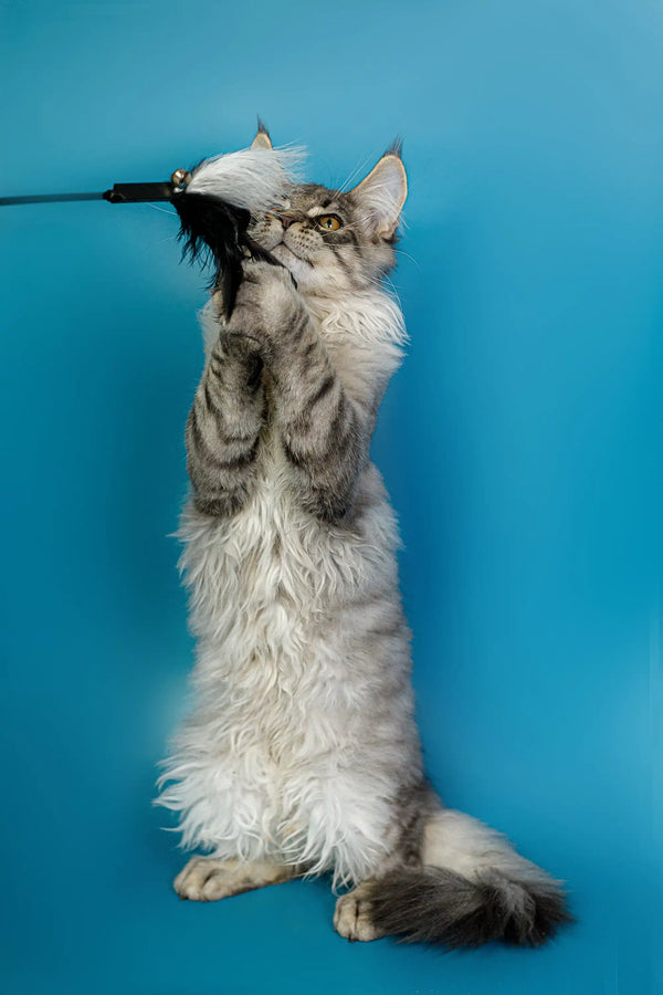 Gray and white Maine Coon kitten standing on hind legs reaching for toys