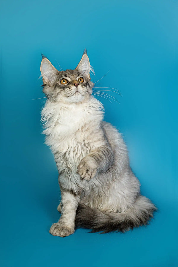 Fluffy gray and white Maine Coon kitten sitting upright with an alert expression