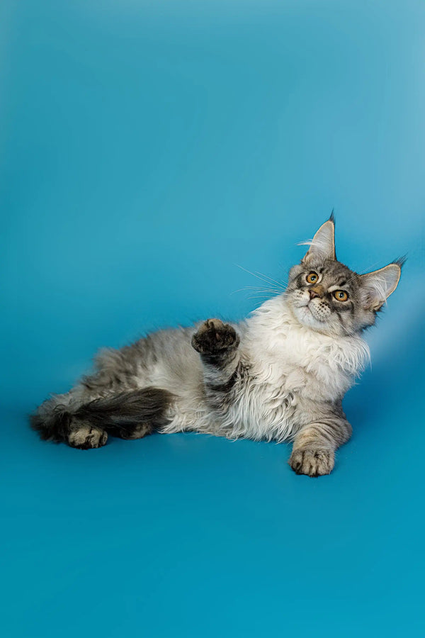 Gray and white Maine Coon cat lounging, perfect for showcasing the Maine Coon kitten