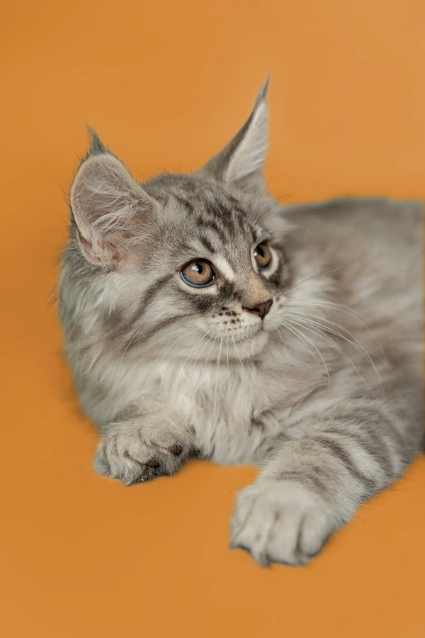Gray tabby Maine Coon kitten with long fur and an alert expression