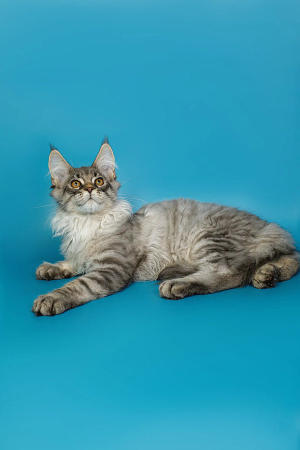 Gray and white Maine Coon kitten with big ears lounging adorably