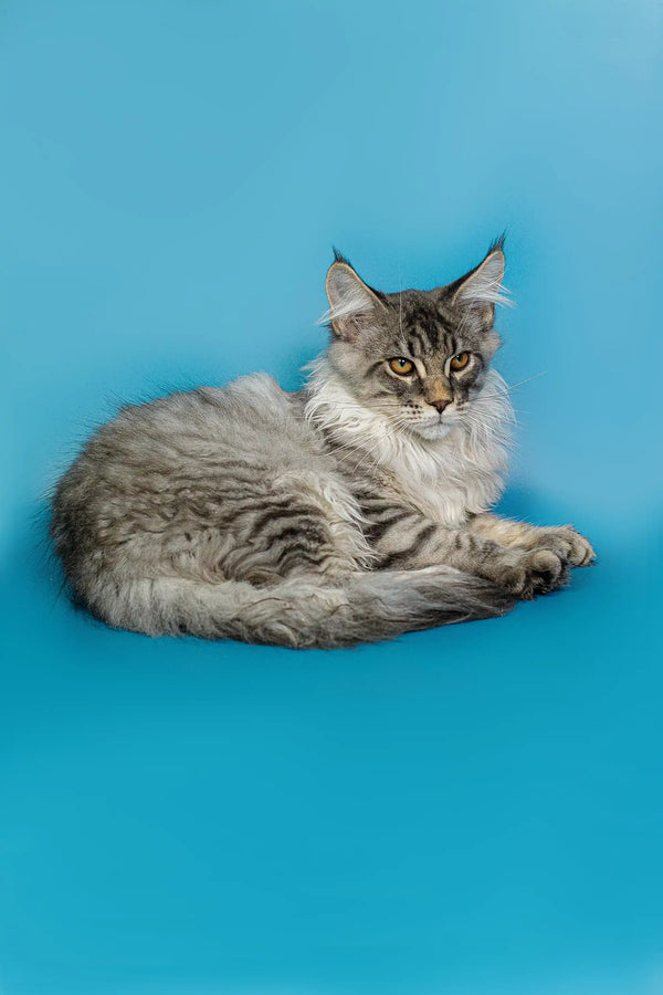 Long-haired Maine Coon kitten with ear tufts lounging, perfect for cat lovers
