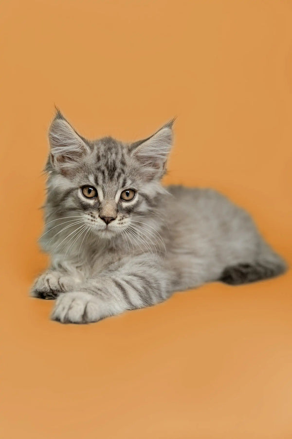 Gray tabby Maine Coon kitten with fluffy fur and bright green eyes