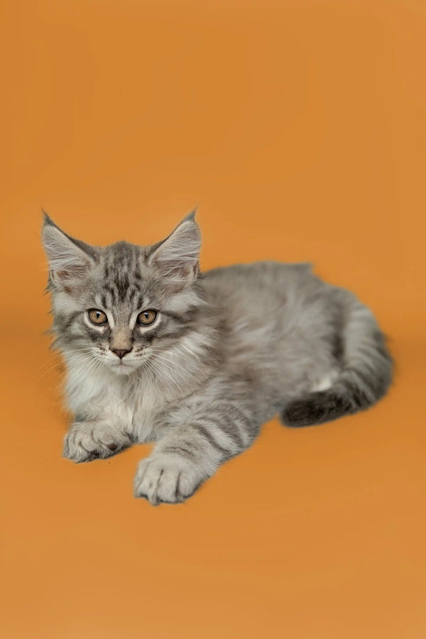 Gray tabby Maine Coon kitten with fluffy fur and bright green eyes