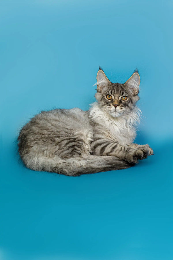 Long-haired Maine Coon kitten with tufted ears lounging against a blue backdrop