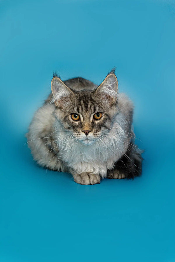 Fluffy Maine Coon kitten with alert eyes sitting against a blue backdrop