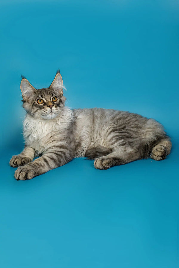 Gray and white Maine Coon kitten lying relaxed and cute