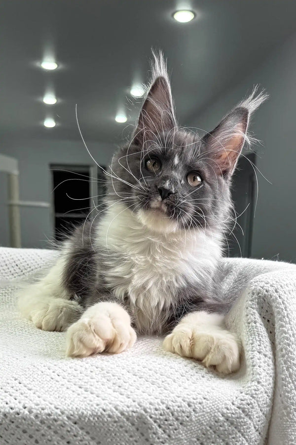 Gray and white Maine Coon cat with ear tufts relaxing on soft fabric in Toffee product