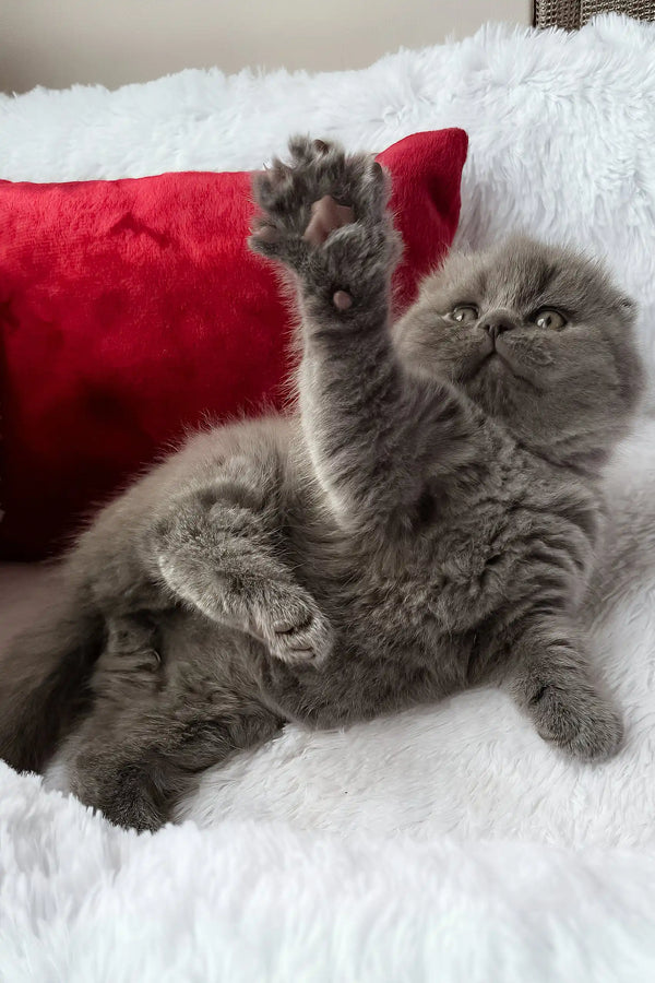 Tommy | scottish fold kitten