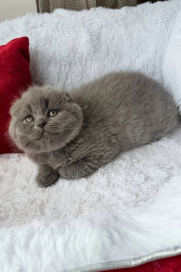 Tommy | scottish fold kitten