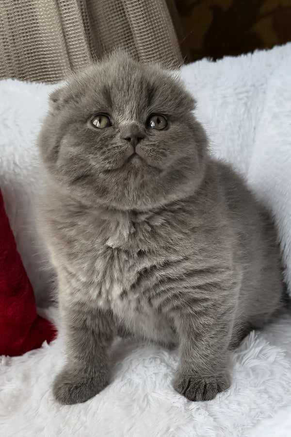 Tommy | scottish fold kitten