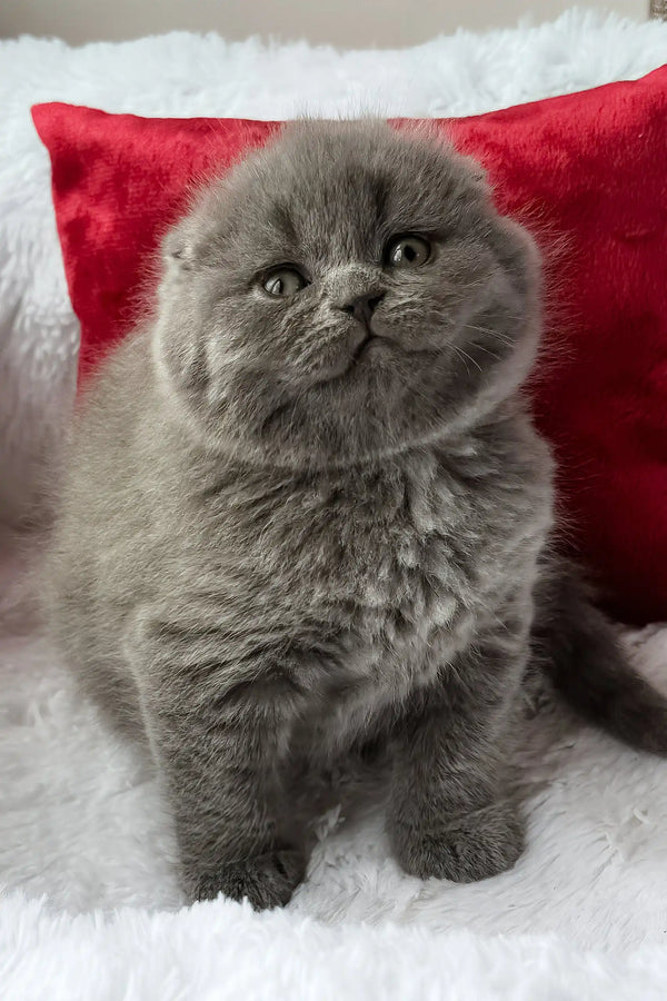 Tommy | scottish fold kitten