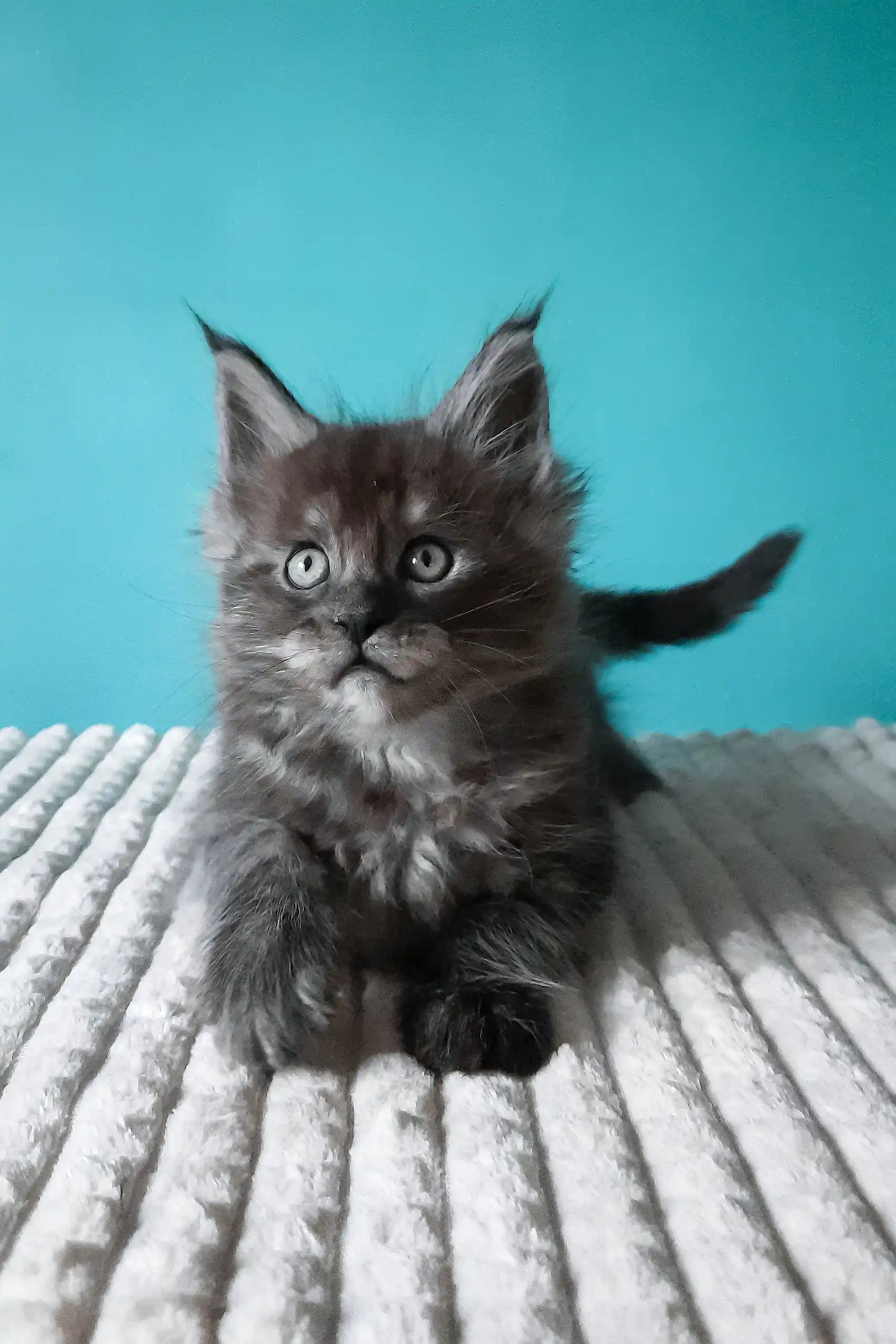 Meet Touareg: Adorable Black Silver Maine Coon Kitten