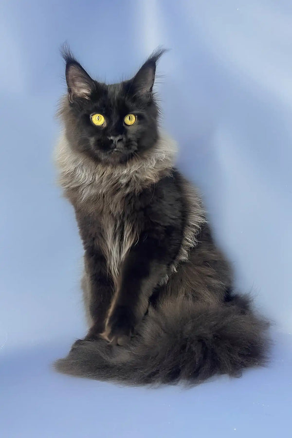 Trinity | maine coon kitten