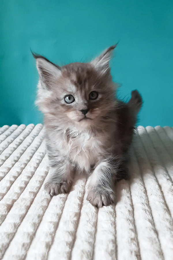 Trixie | maine coon kitten